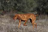 VIZSLA poil court 119